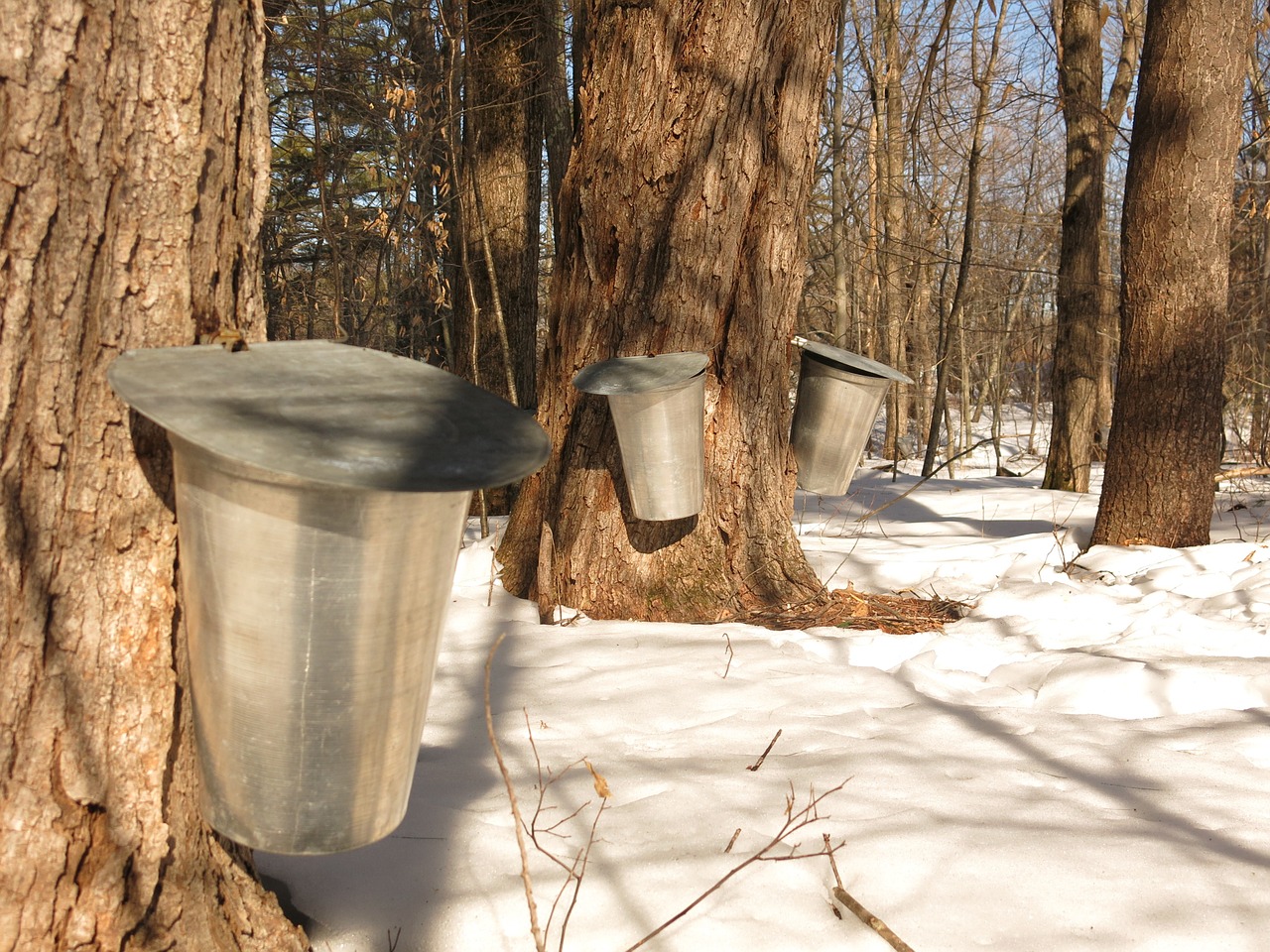 Drudge's Maple Syrup