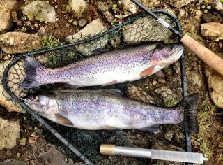 Hedleys Trout Farm