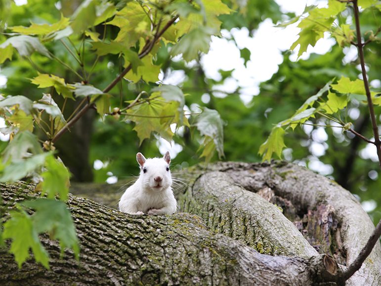 Outdoo Must Try Exeter White Squirrel