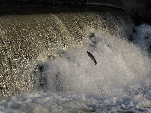 Outdoor Must Try Port Albert Fishway Credit Huron Beaches.ca
