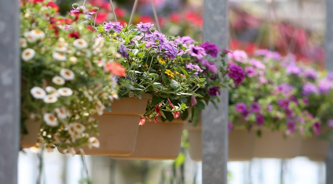 Huron Ridge Flowers