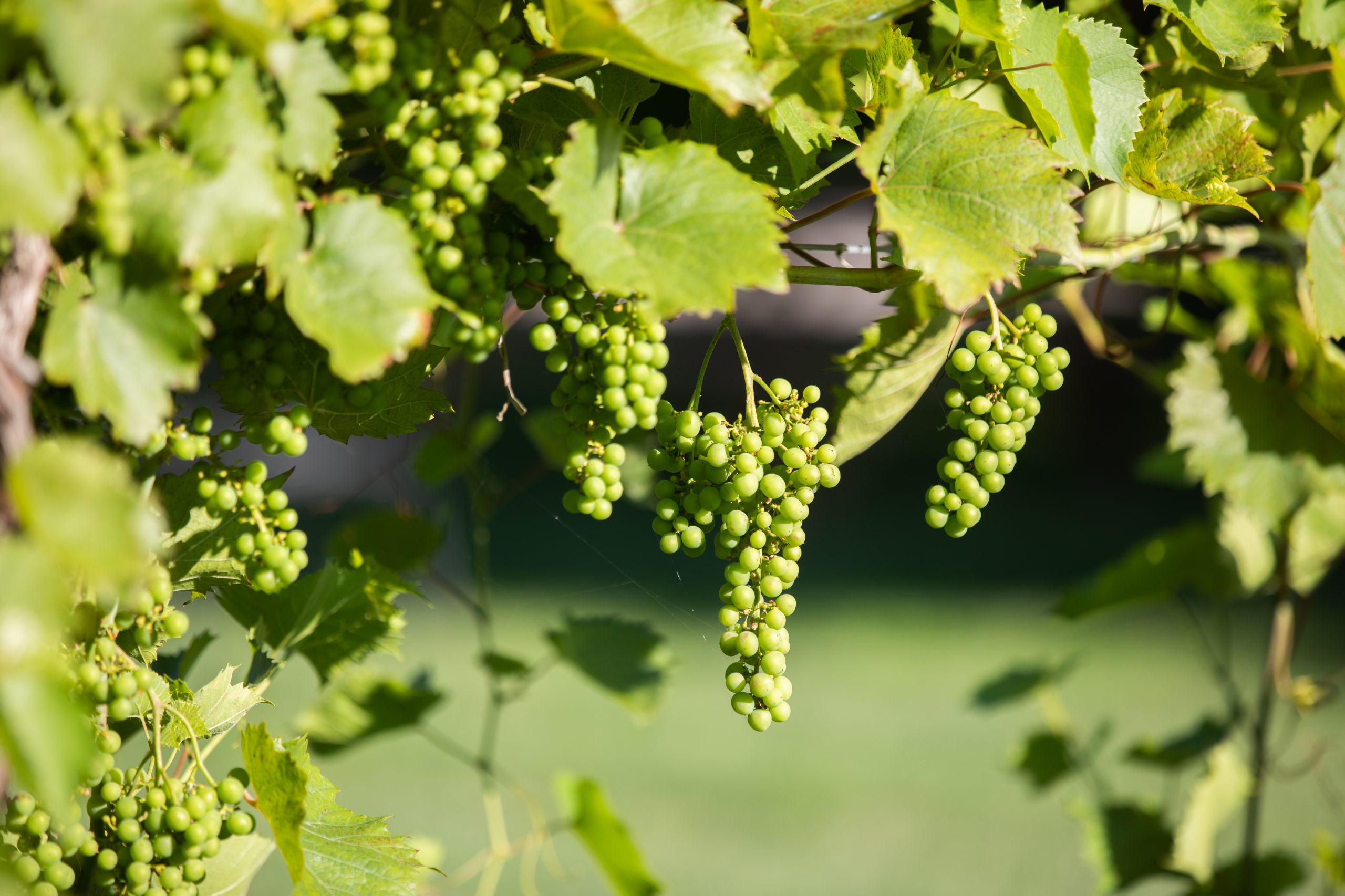 Hessenland Inn Grapes