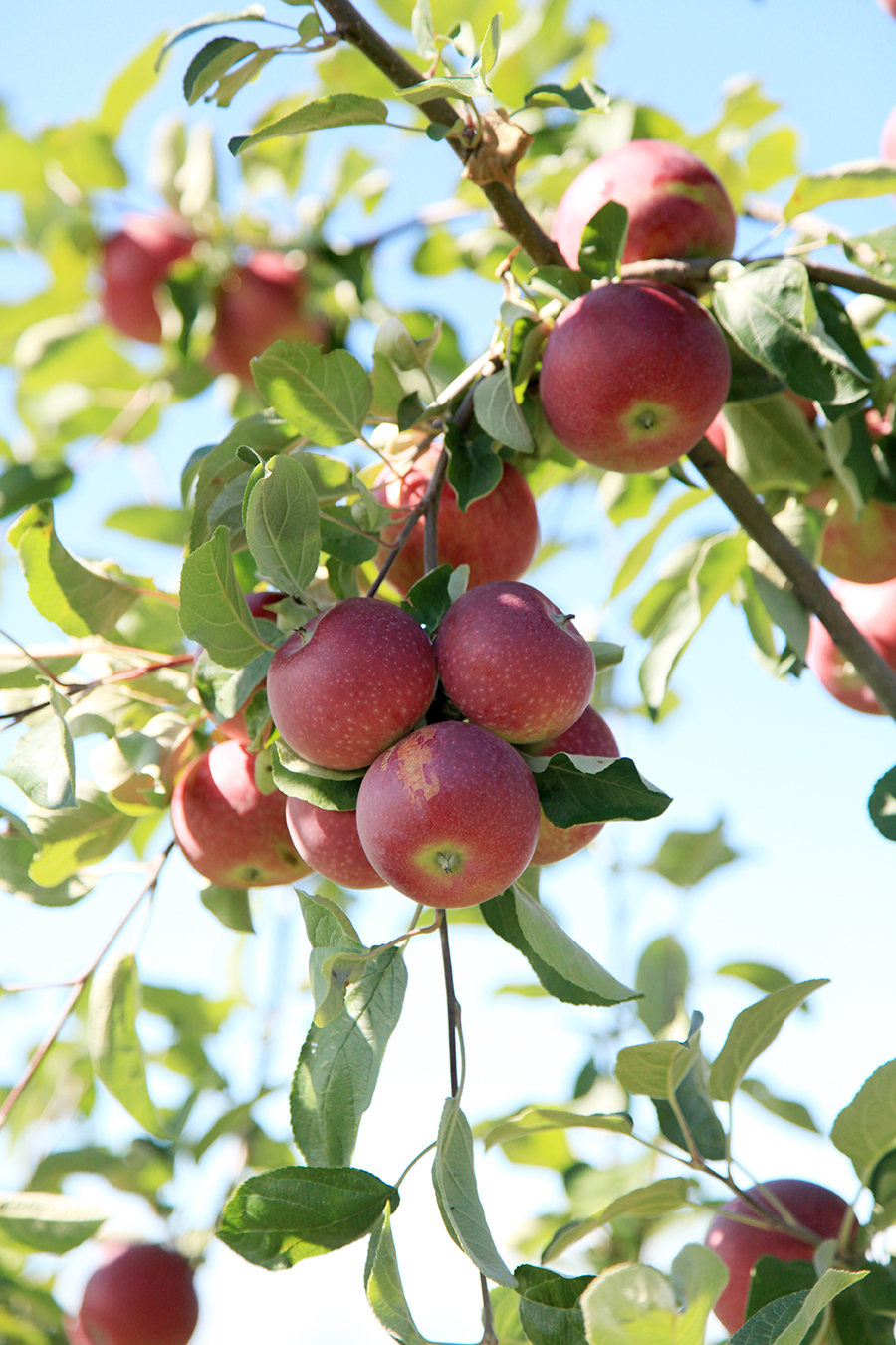 Apple Orchards