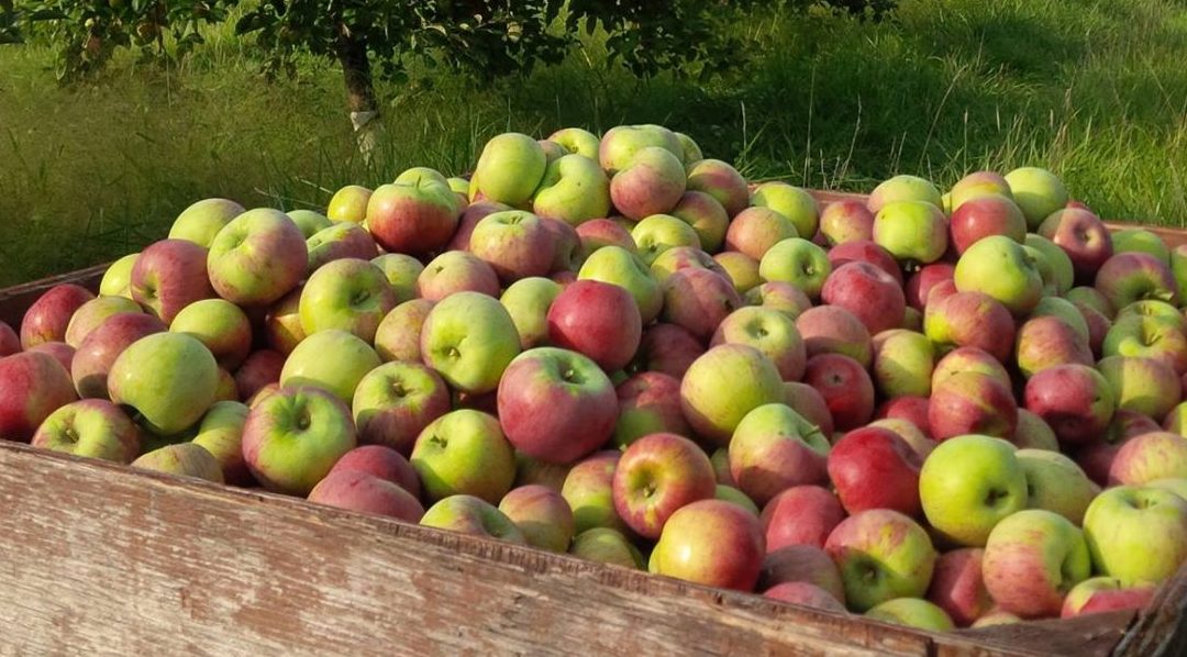 Celebrating the Harvest on Ontario’s West Coast