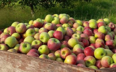 Celebrating the Harvest on Ontario’s West Coast