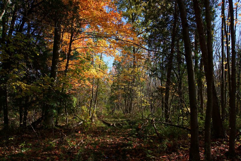 Moreland Bannockburn Conservation Area