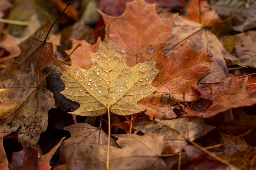 Maple Leaves Maple Leaves