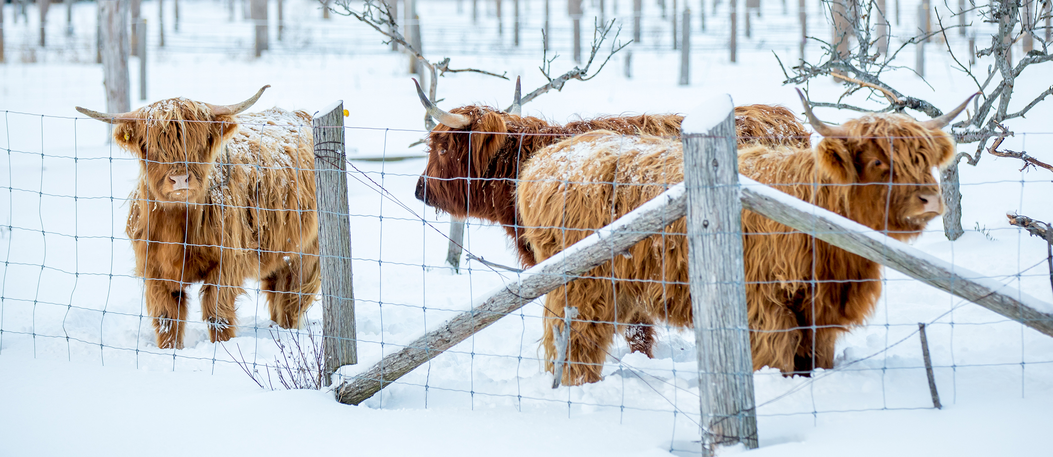 192A9912 Huron Hygge Cows