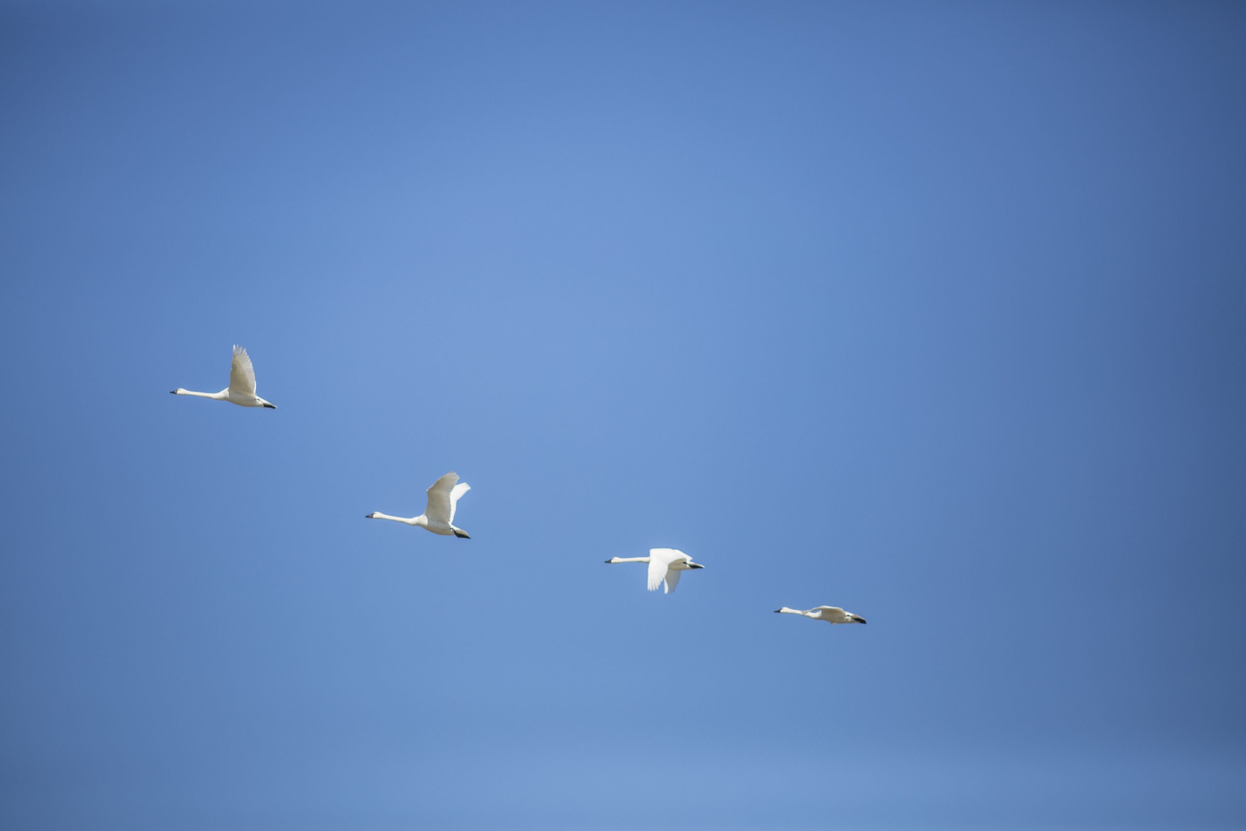 tundra swan