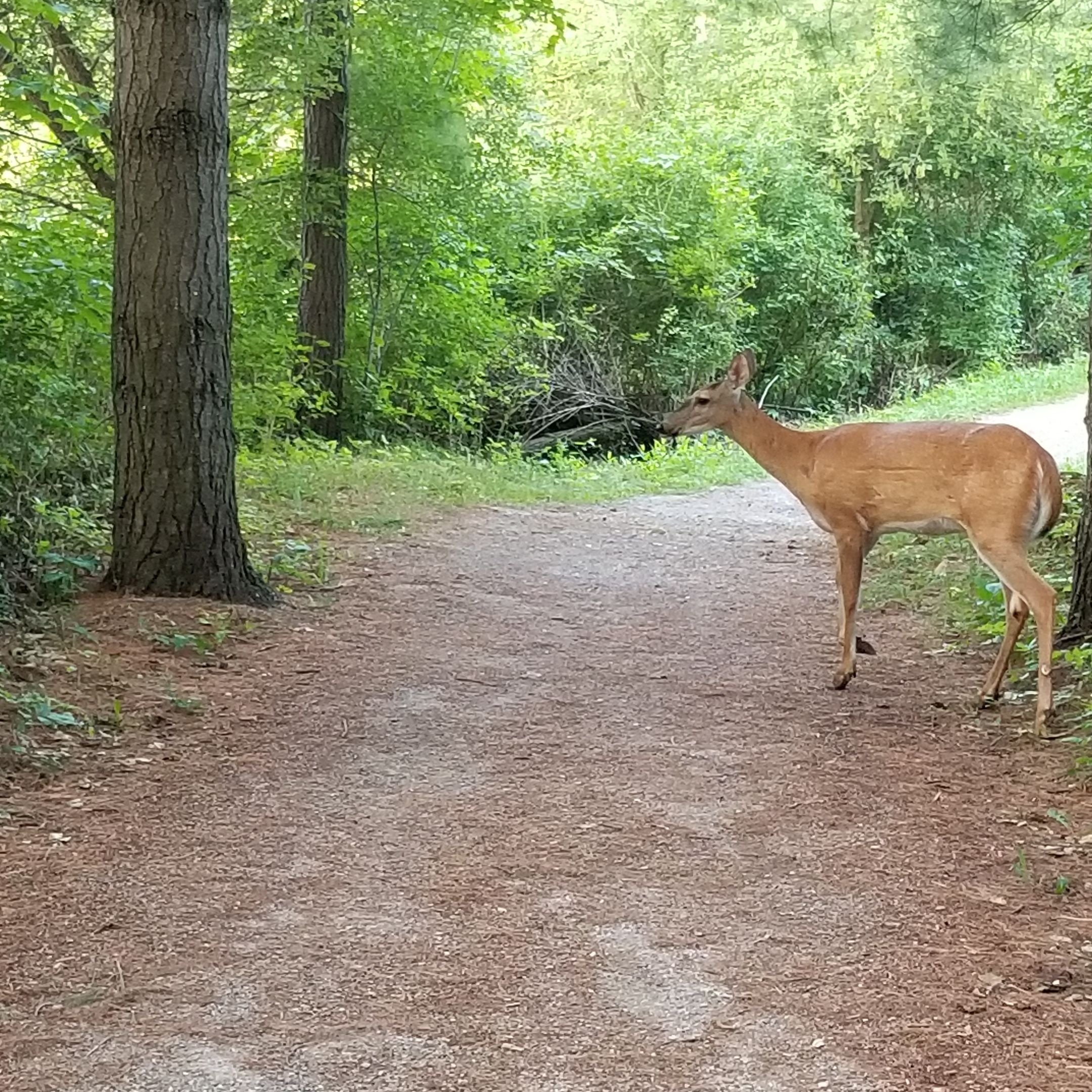 South Huron Trail