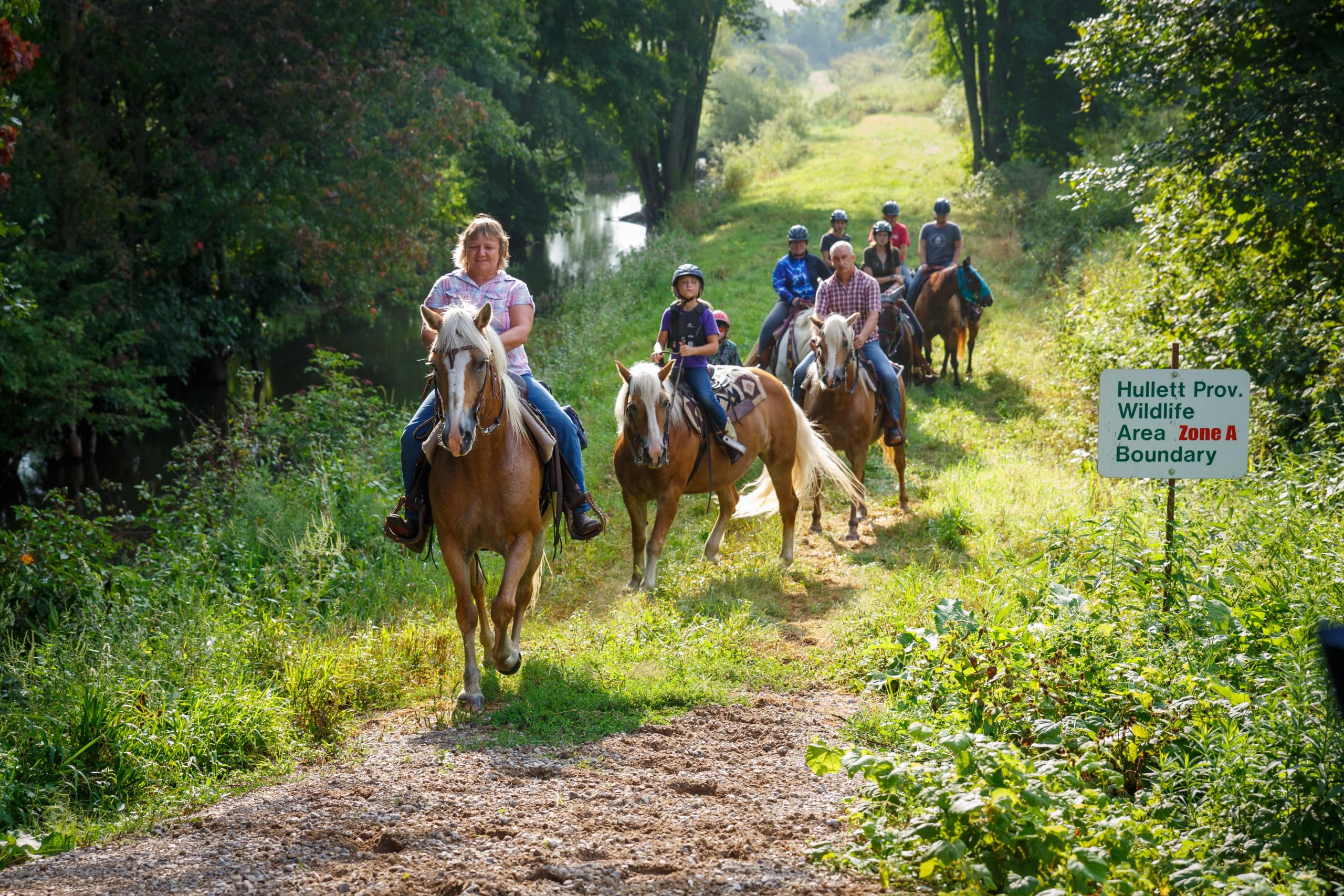 Horses in field