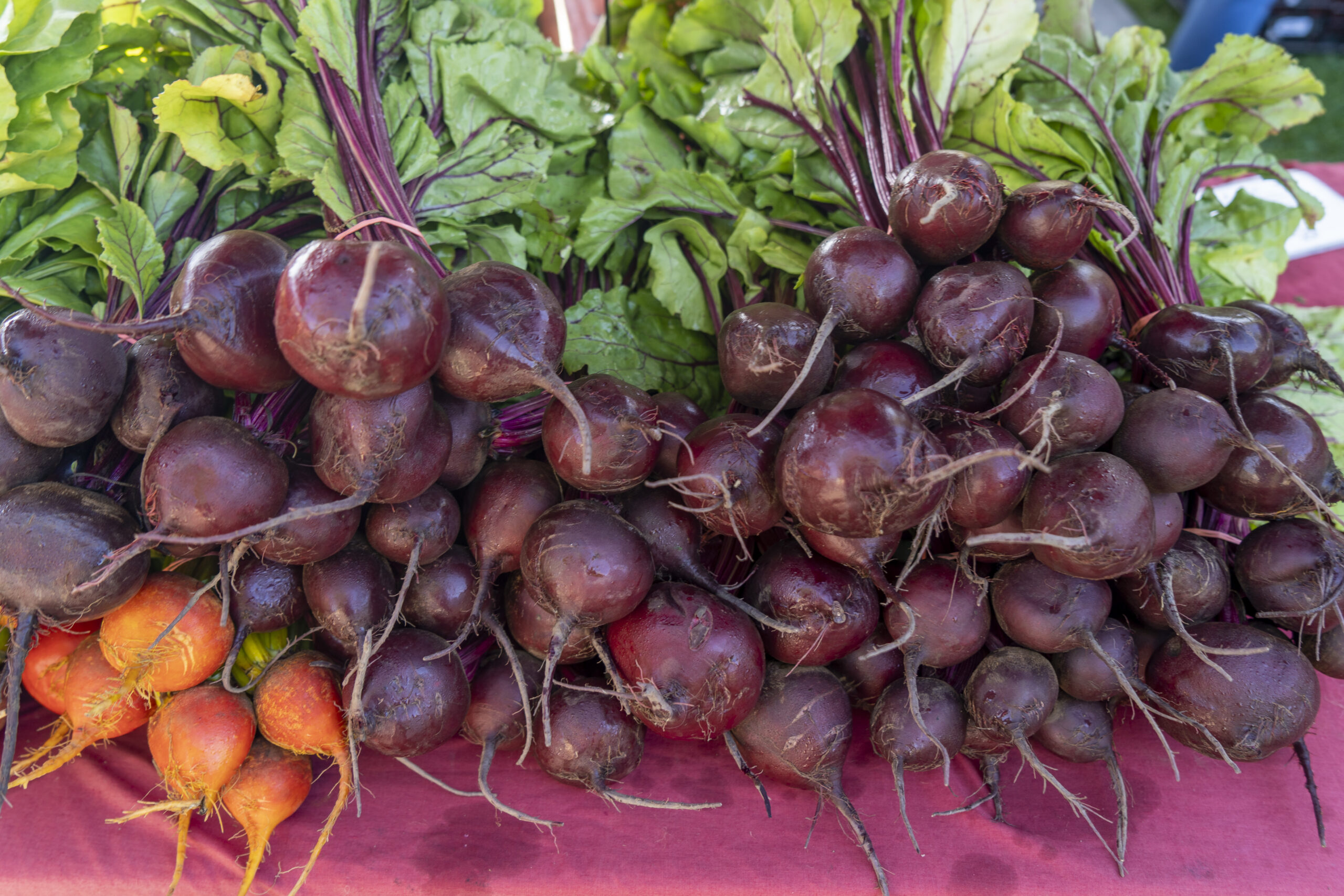 2022-TOH_003 Freshly harvested beets