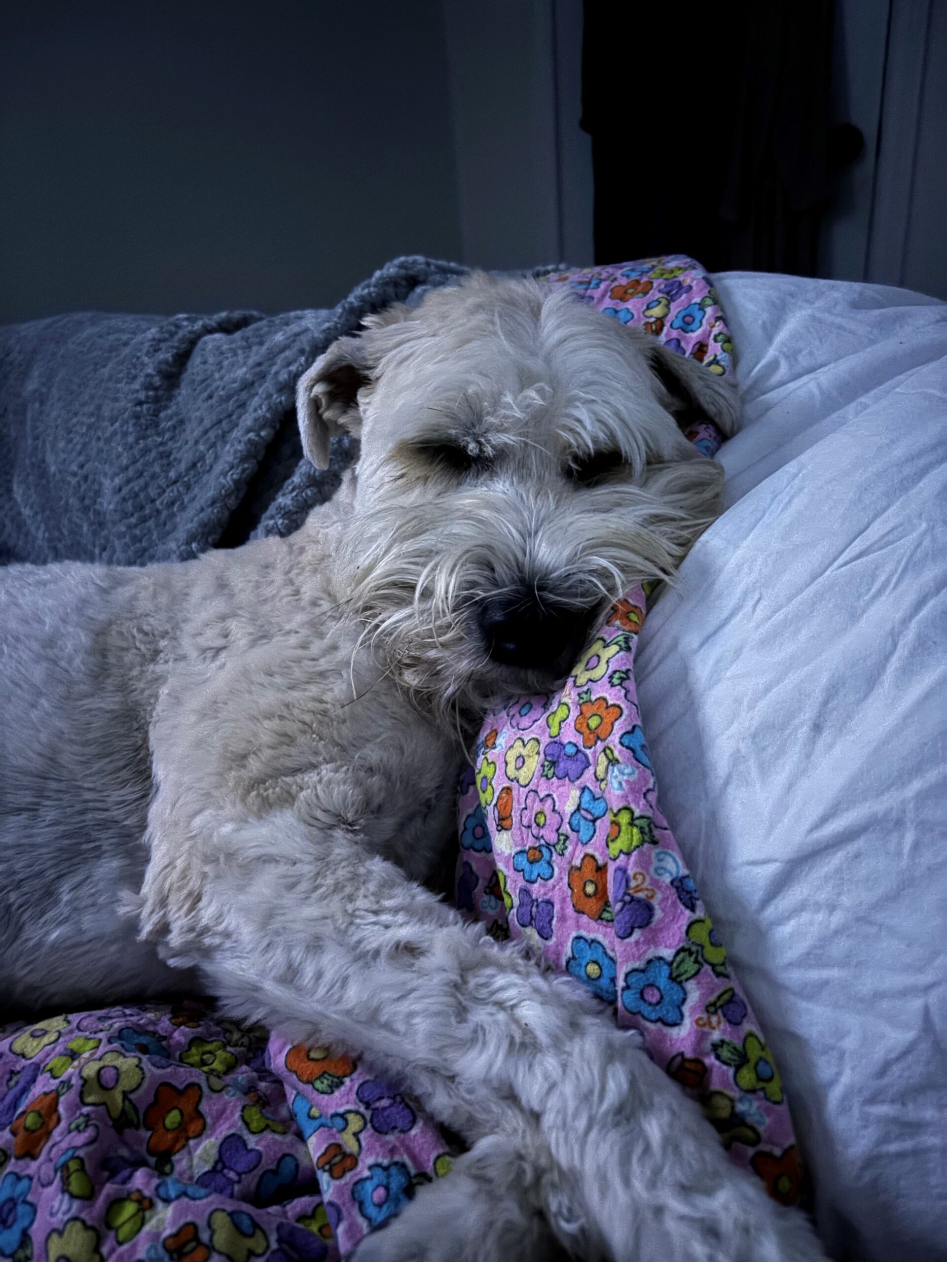 BIRDIE IN BED 1