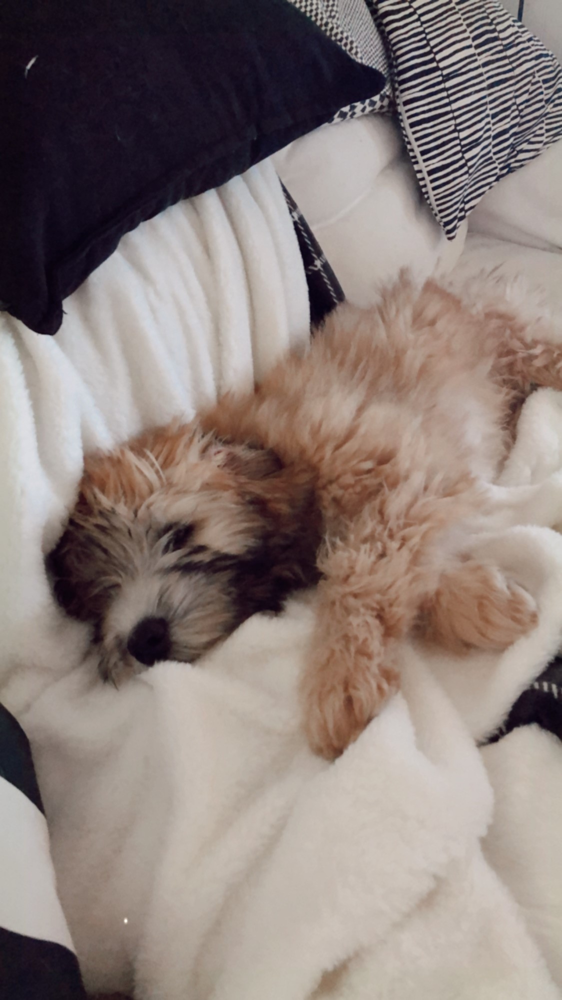 BIRDIE PUPPY SLEEPING