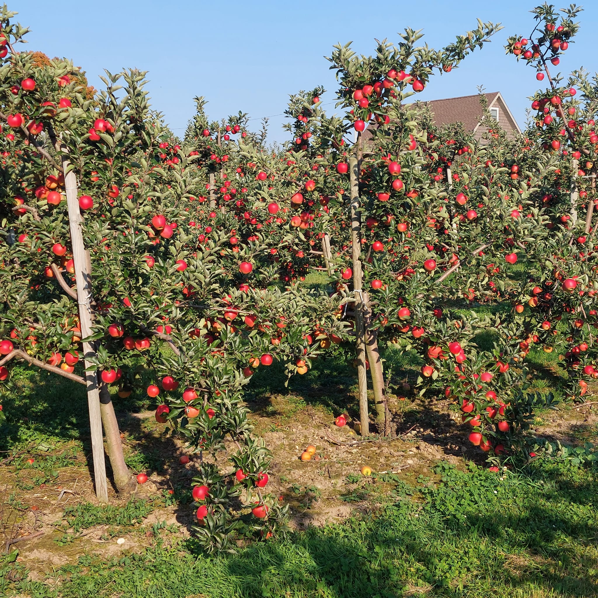 BLAKES APPLE Apple Orchards