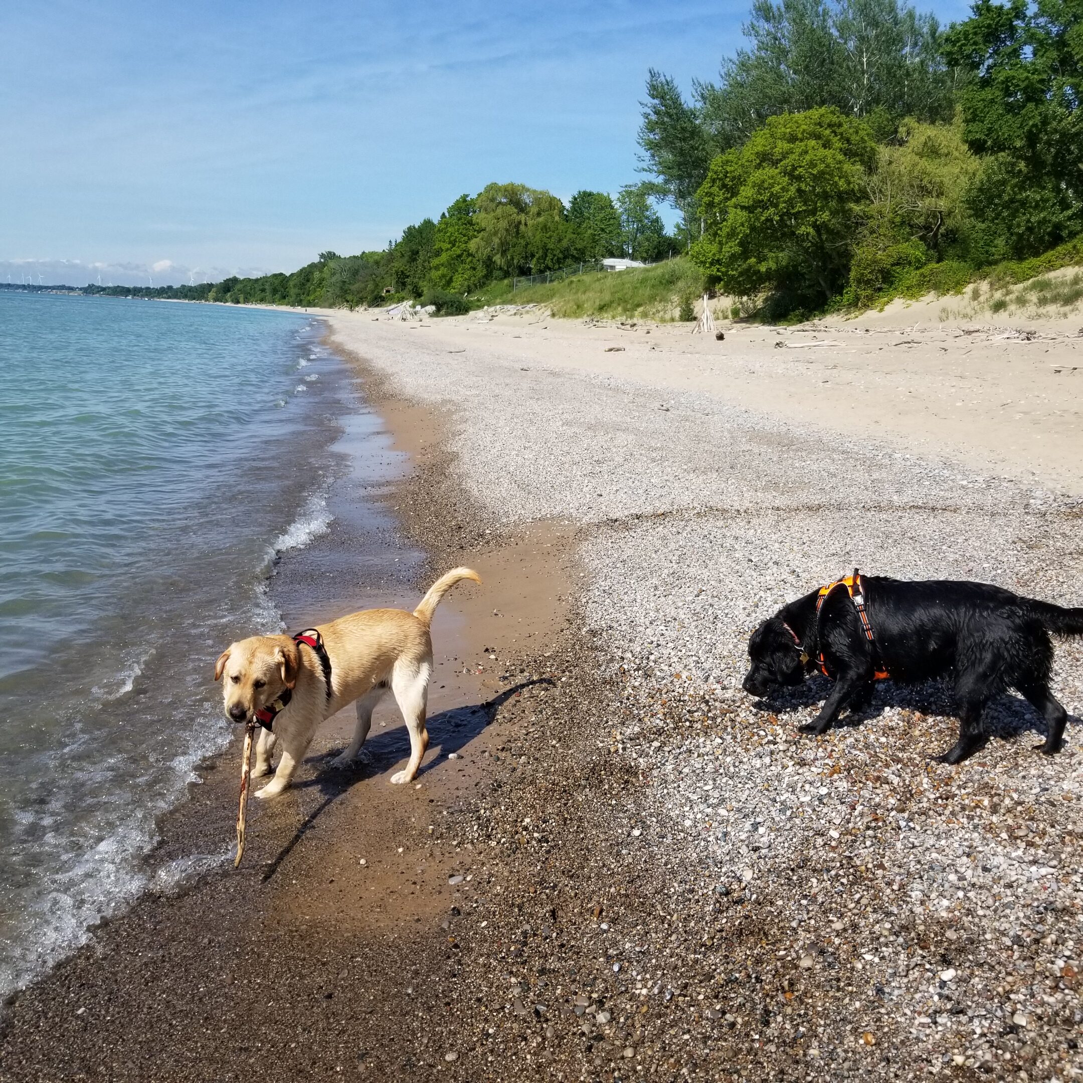 Dog at beach