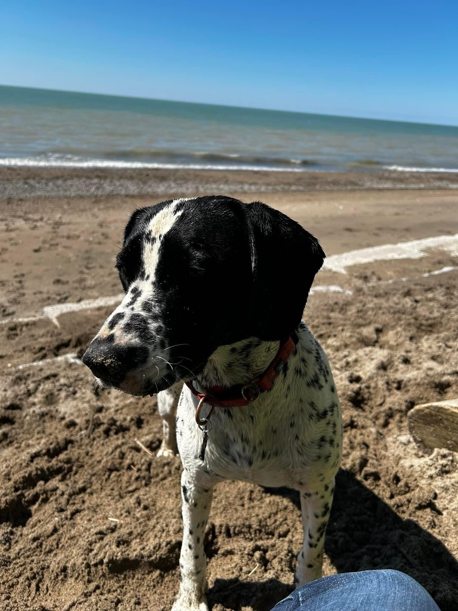 Hank