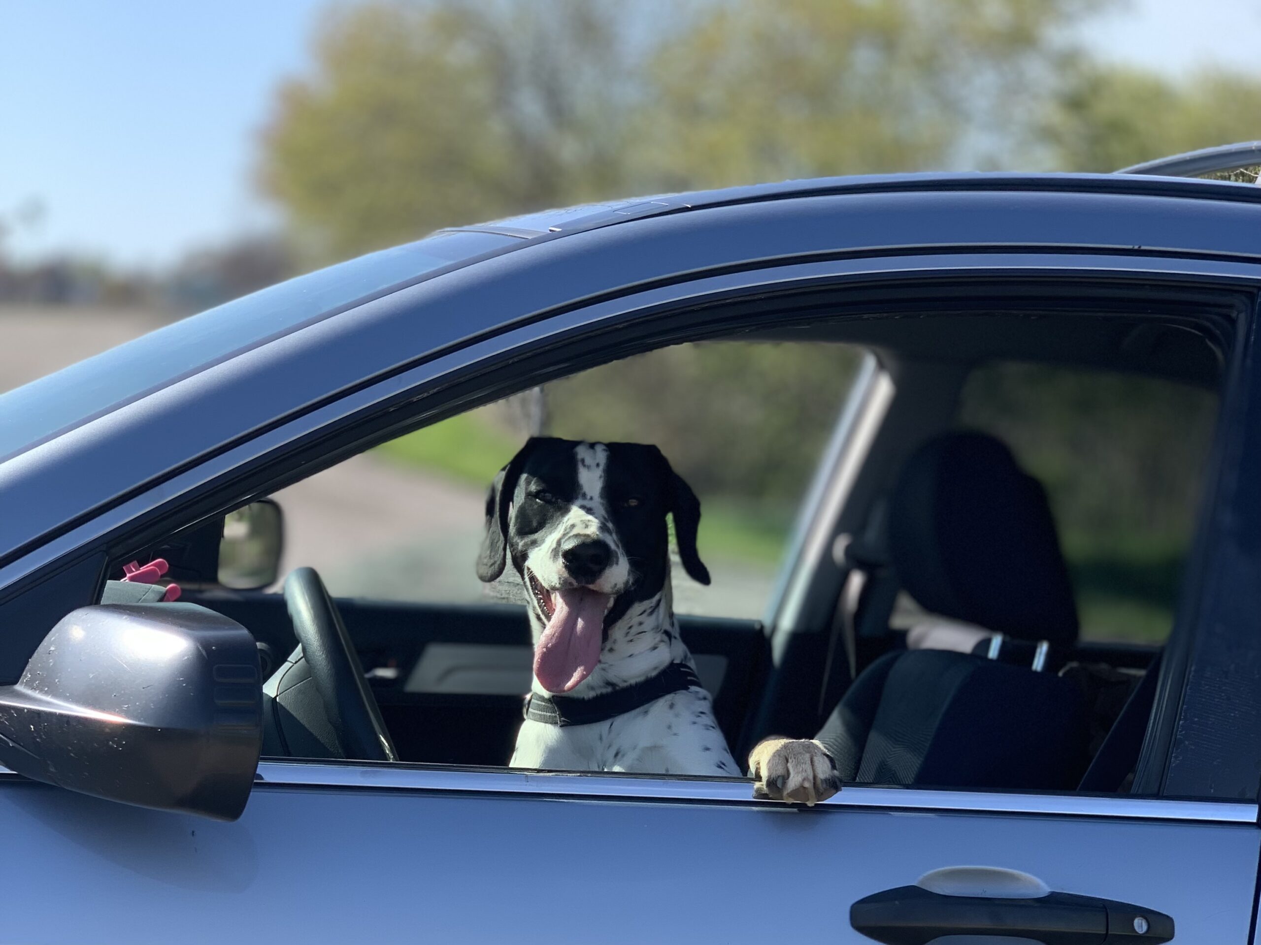 Pet Friendly - Ontario's West Coast