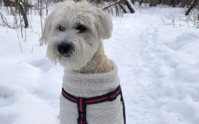 Pet Friendly Stops