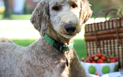 Pet Friendly Stops on Ontario’s West Coast