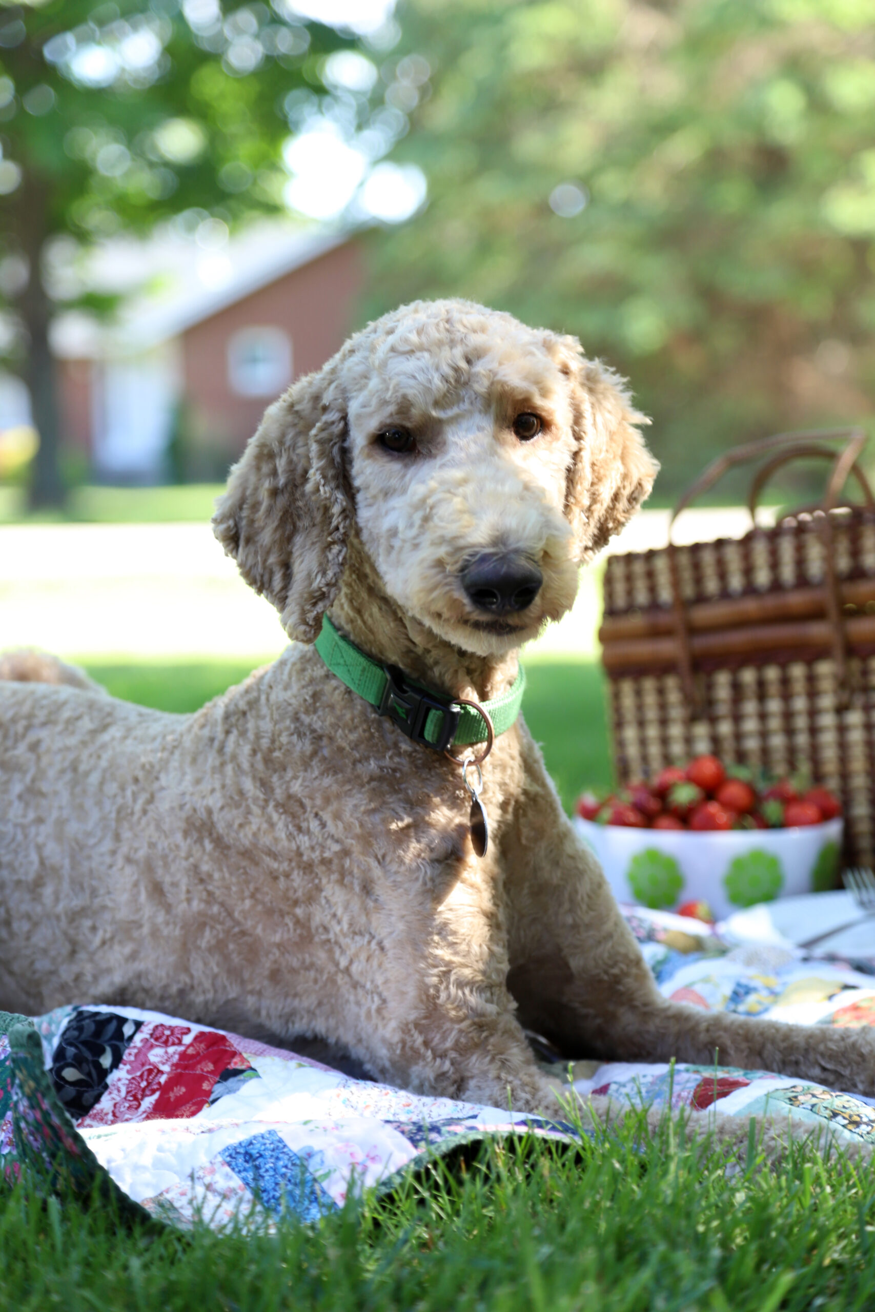 dog picnic