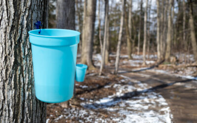 A Sweet Taste of Spring: Maple Syrup Season on Ontario’s West Coast