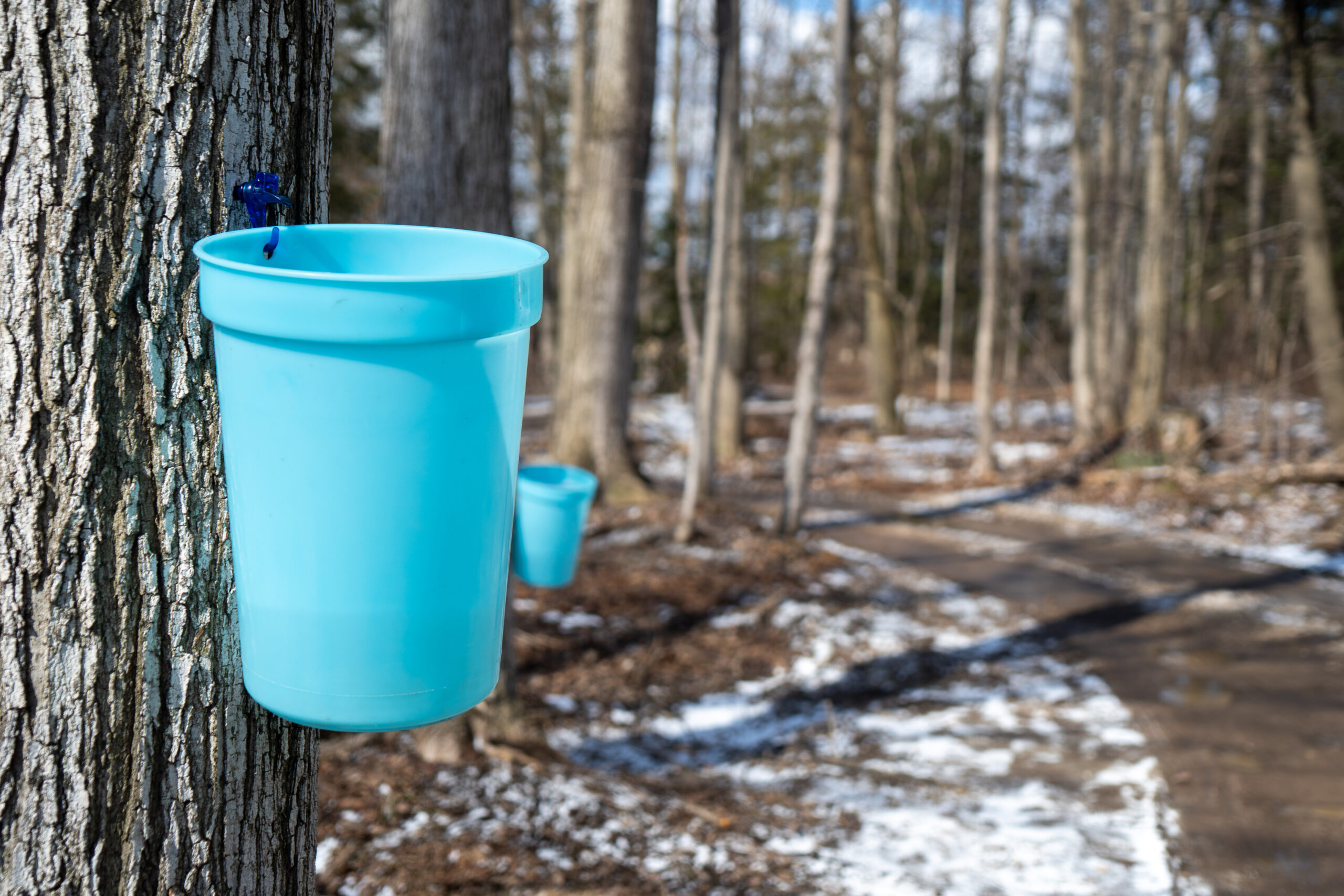 A Sweet Taste of Spring: Maple Syrup Season on Ontario’s West Coast ...