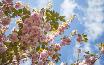 Spring Has Sprung on Ontario’s West Coast: Your Ultimate Guide to a Weekend Adventure