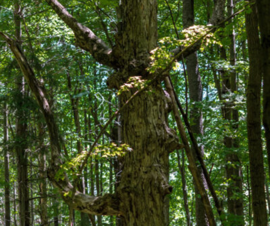 Untitled design - 2025-05-14T104640.330 Bannockburn Conservation Area