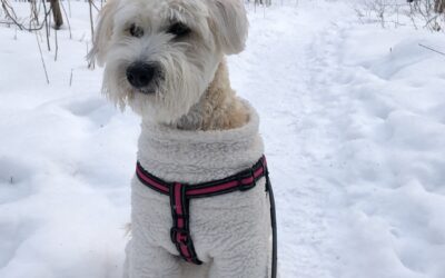 Pet Friendly Stops on Ontario’s West Coast