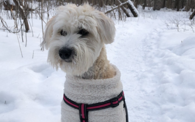 Pet Friendly Stops on Ontario’s West Coast