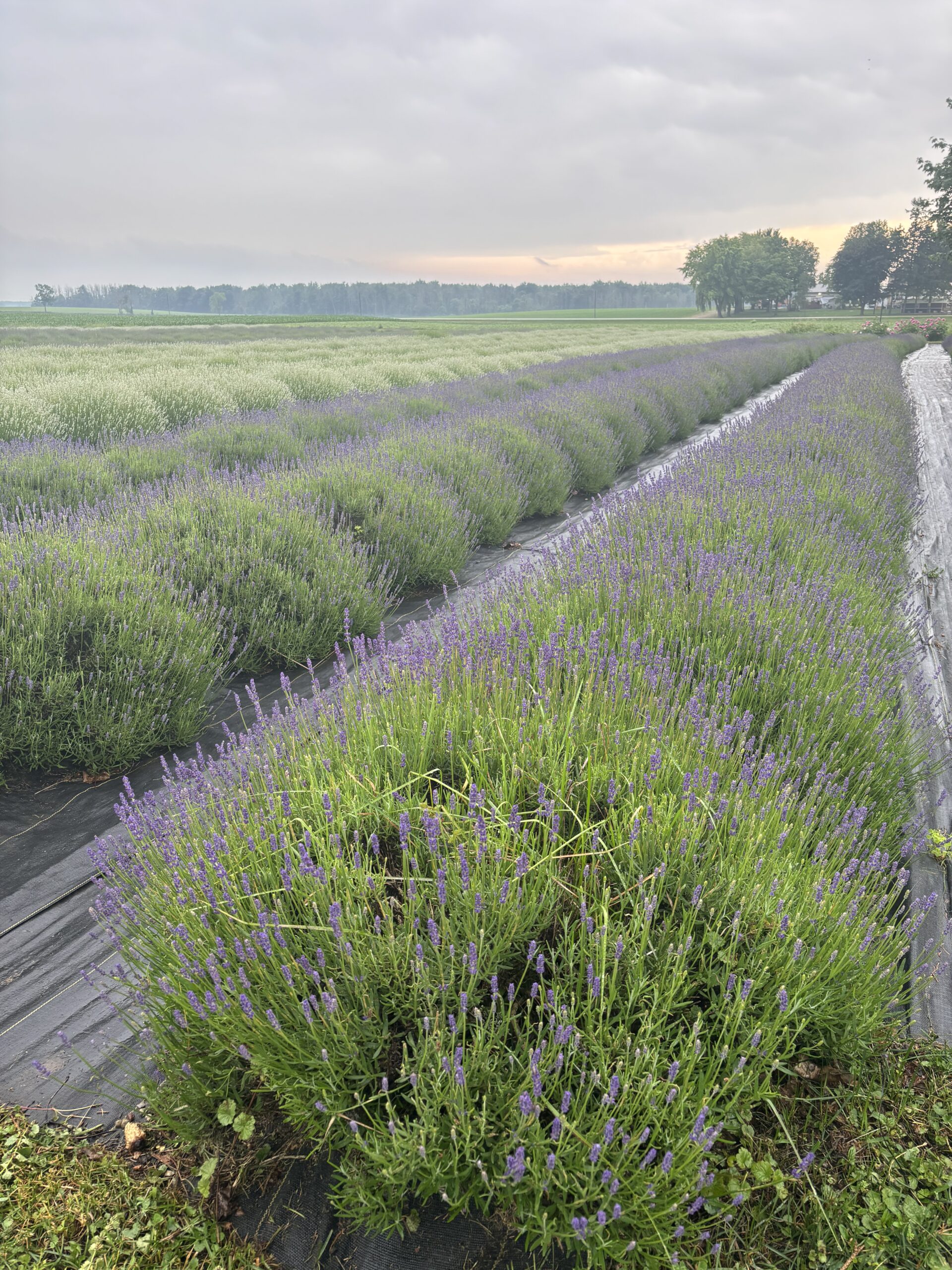 LavenderWorks-Plant-Wide (2)